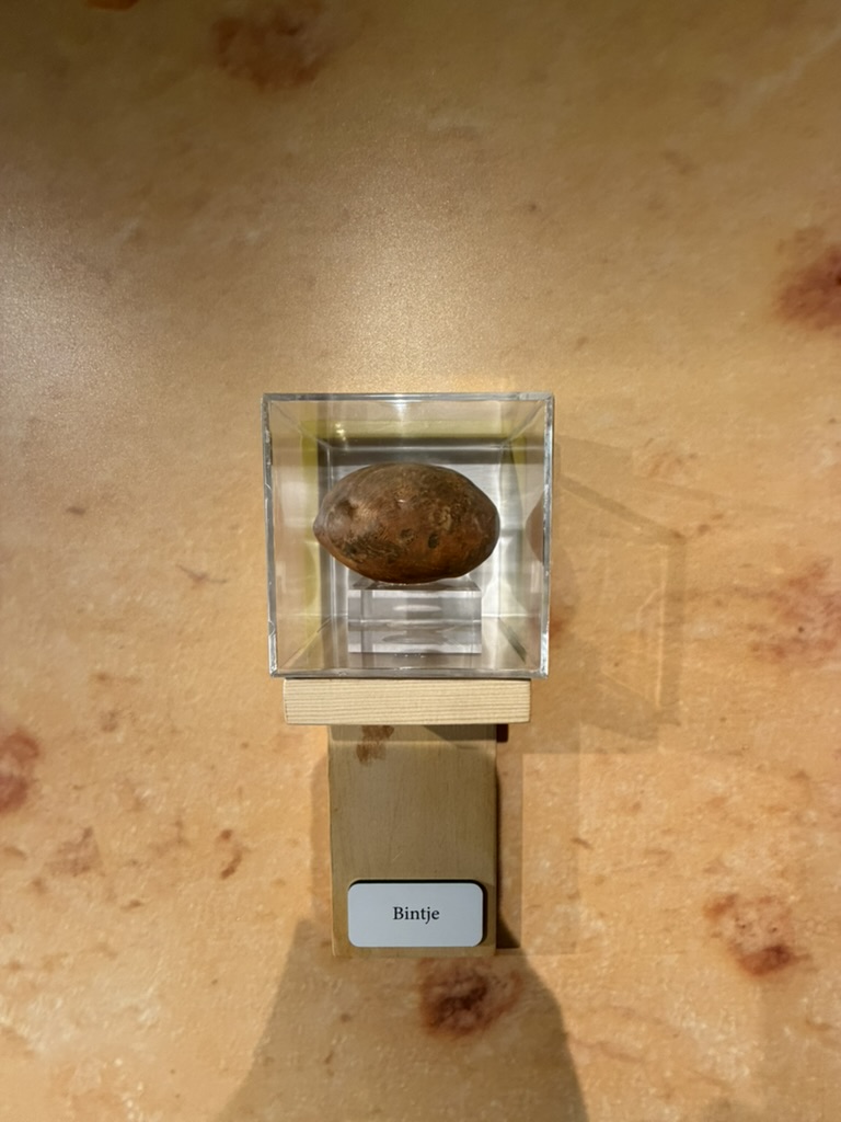 Bintje potato displayed in a case at Friet Museum Brussels
